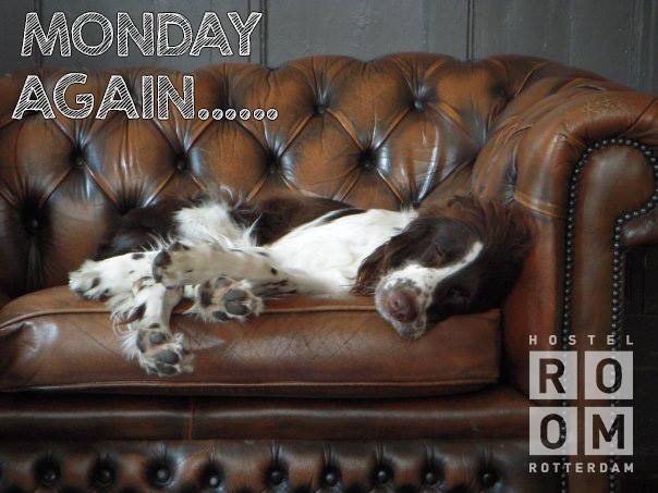 HostelROOM's tweet photo. Do we need to say more? #monday #hosteldog #lexie https://t.co/aOk7VFdcah