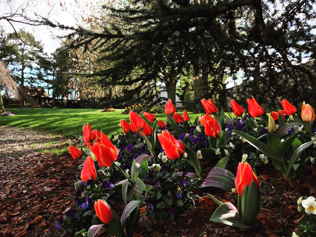 PloyezJ's tweet photo. Le soleil était au rendez-vous ce matin au Domaine #springtime #sunrays #flowers #champagneployezjacquemart https://t.co/jiopaou5Pf