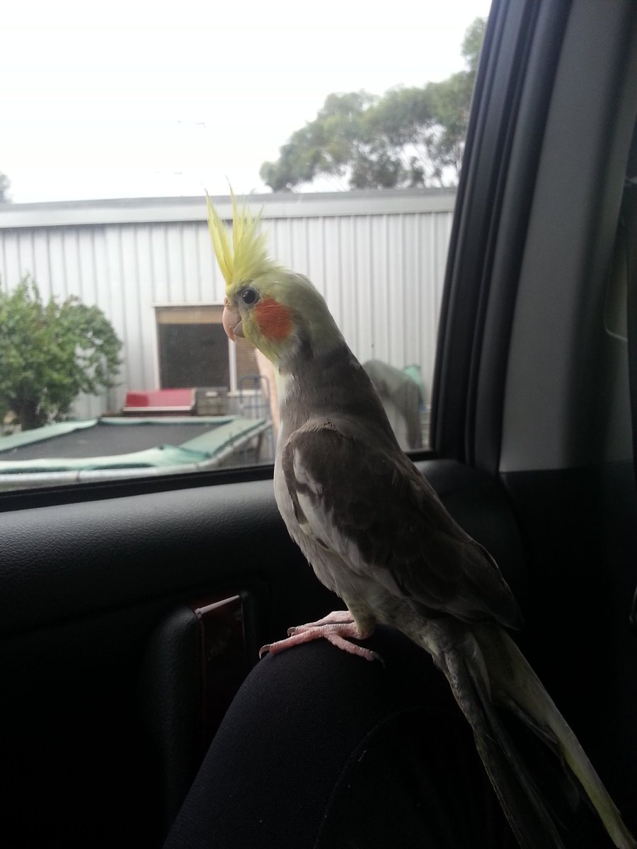 TikiParrot's tweet photo. Oooo what's that outside! https://t.co/AyhQfqTsrS