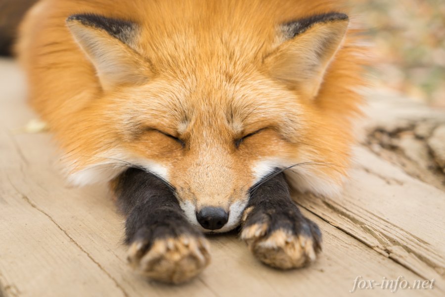 キツネ写真館 キツネ飼養中 Gekikawawa この度は無断転載いただき誠に有難うございます 現在の利用料は180時間のご利用で114 514円となっております 貴方へのスパブロ報告1 919回でのお支払いも可能です 控えとして写真の一部を添付いたします