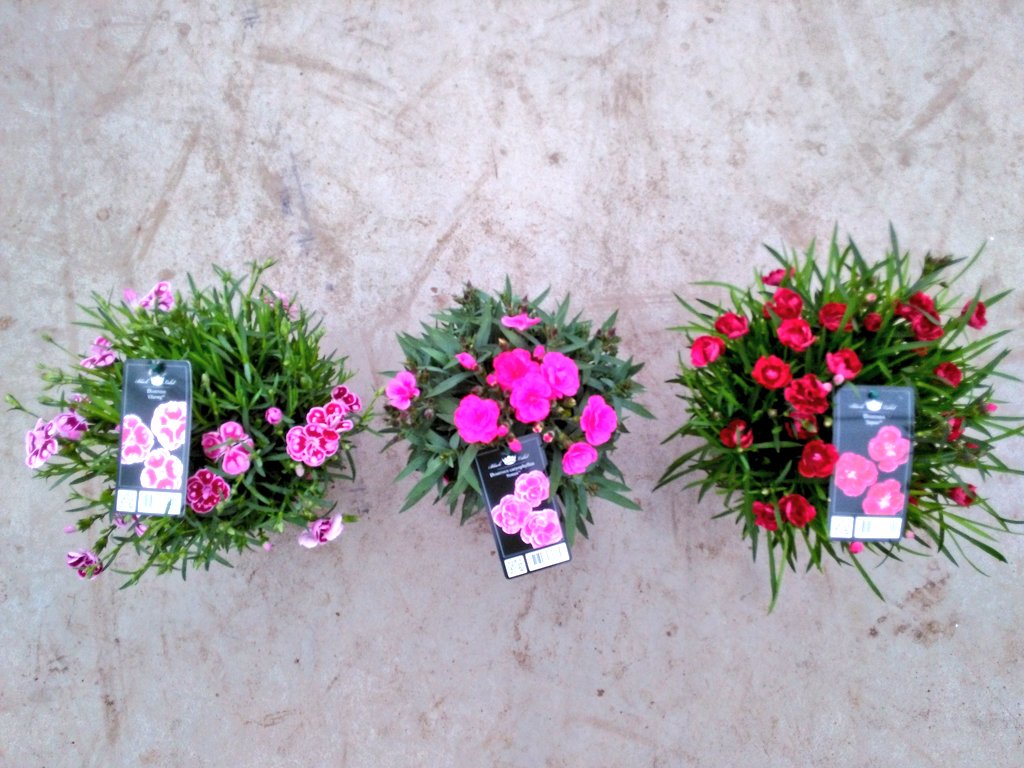johanknaap's tweet photo. Deze Dianthus mix van kw.Kempen is vanaf morgen te zien op de #SpringFair Aalsmeer : groot aanbod voorjaarsbloeiers https://t.co/kbWowika7v
