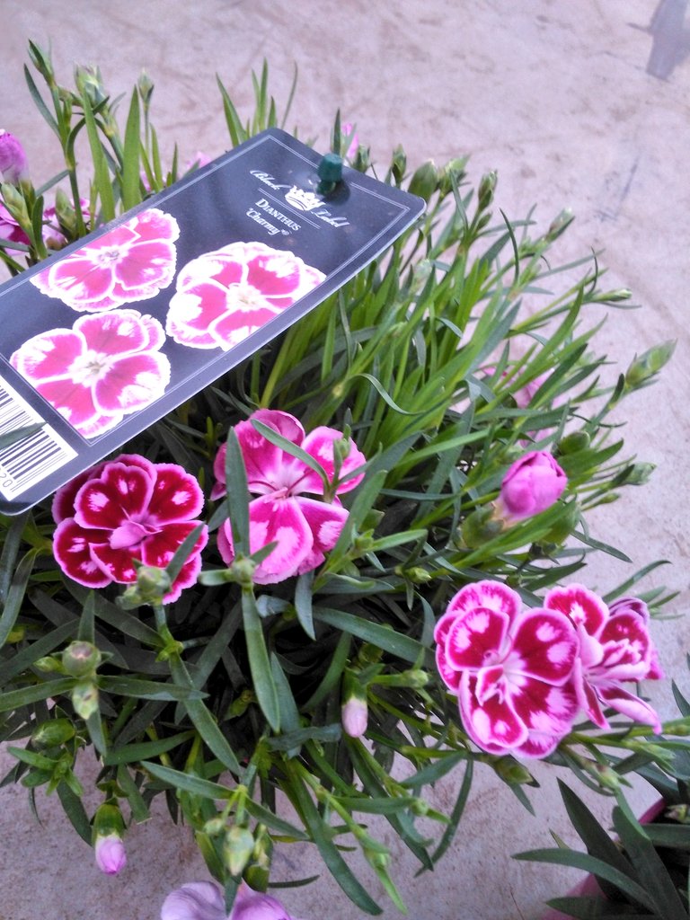 Deze Dianthus mix van kw.Kempen is vanaf morgen te zien op de #SpringFair Aalsmeer : groot aanbod voorjaarsbloeiers