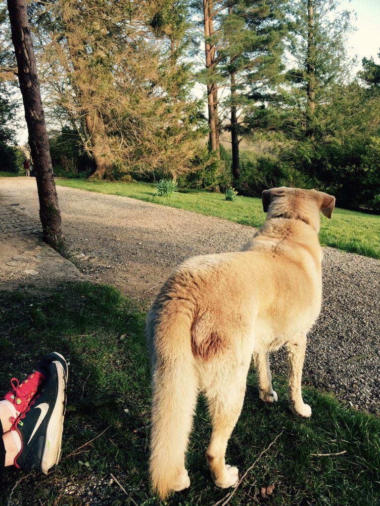 michaelabannon1's tweet photo. Afternoon walks 😏🐶 https://t.co/XaZAa5B0qj
