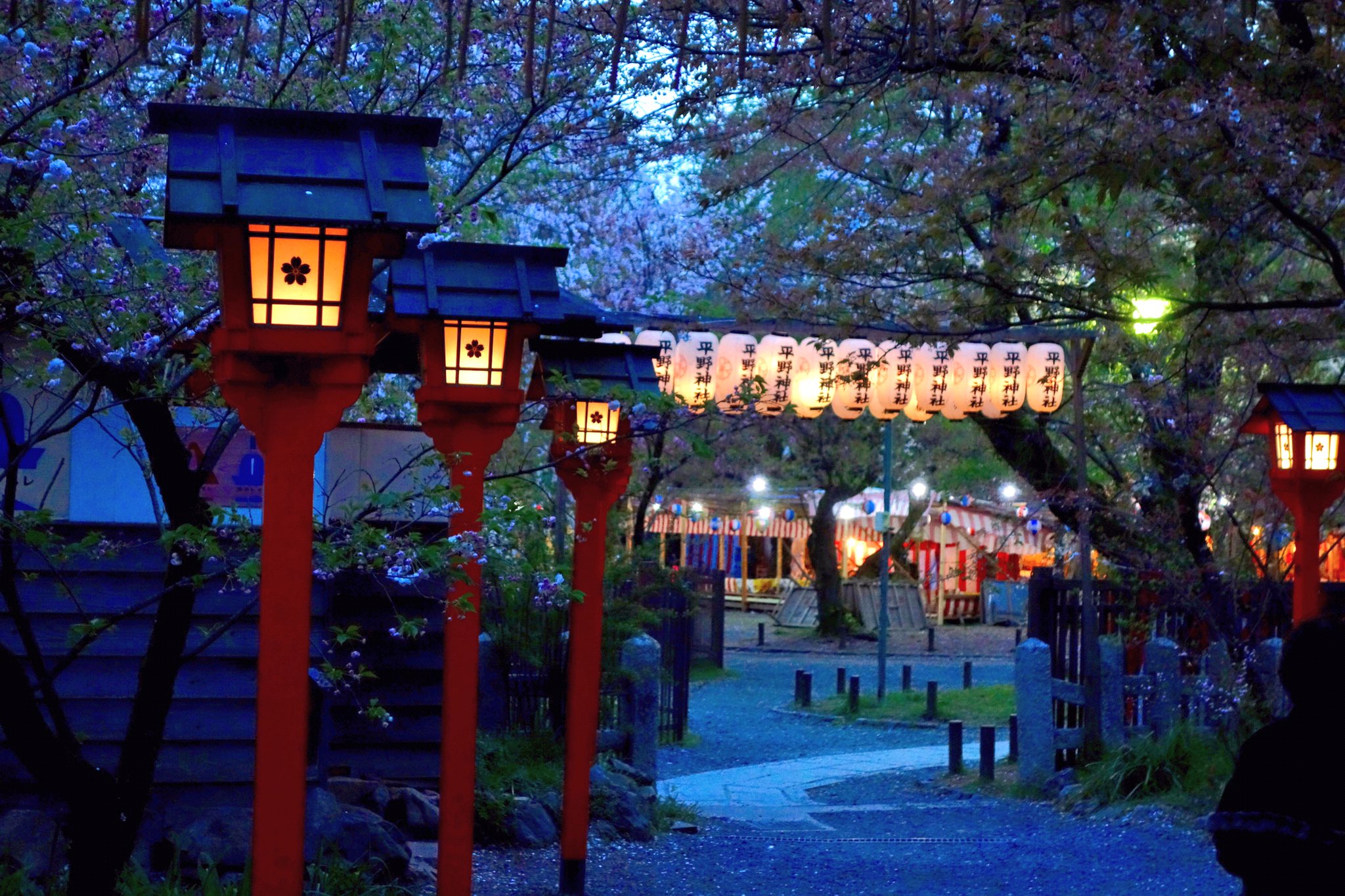 Suizouさんと他21人 平野神社夜桜ライトアップ 桜苑はさすがに厳しいですが 境内はまだまだ見ごろ 平野妹背 御衣黄衣黄 松月など大物の珍種もこれからです 先週までと違い この通りガラガラと言っていいほど空いているのでゆっくりできます