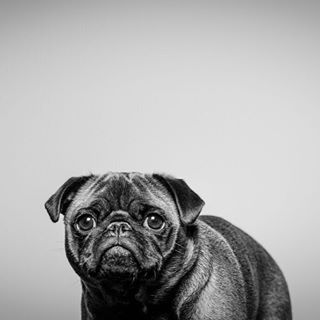#pug #mops #hamburg #model #love #cute #platinumpug #likeforlike #dogsofinstagram findelight.net/puggie_detail.…