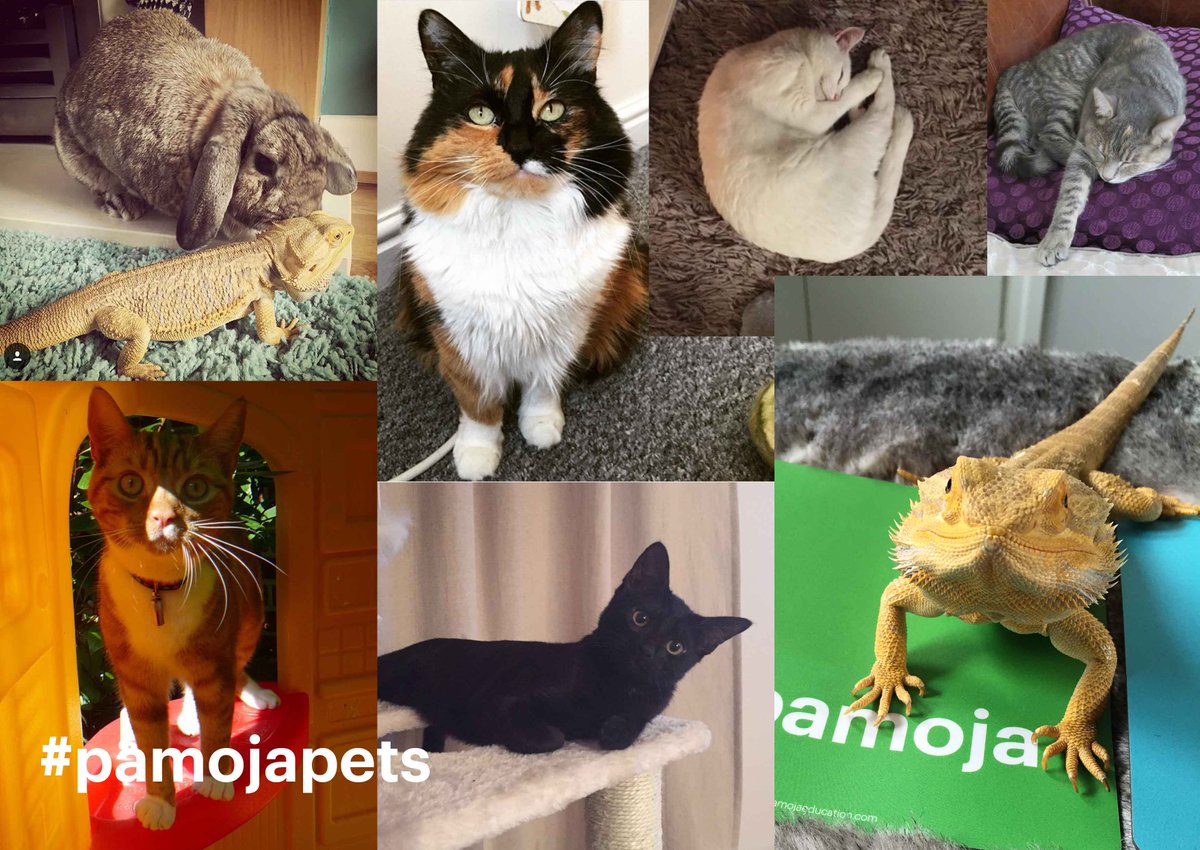 pamojaeducation's tweet photo. Whether it was yesterday or today, we're forever celebrating our beloved pets at Pamoja! #PamojaPets #NationalPetDay https://t.co/nYymnq1QmK