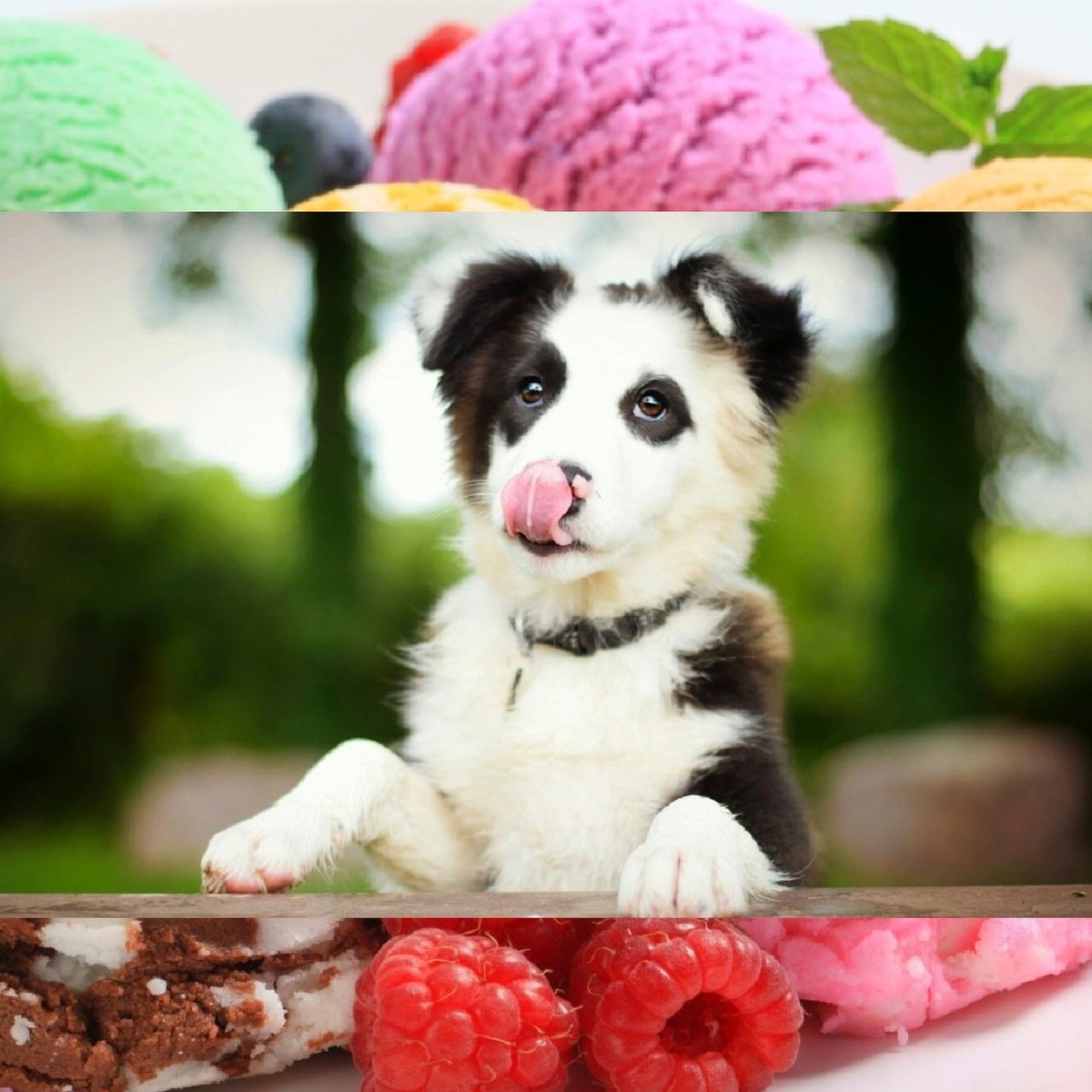 charlytopper1's tweet photo. TODAY ONLY $2. FOR ICE CREAM SUNDAES WITH 3 TOPPINGS !!!!!!Even mans best friend wants one!!!Topper"s Creamery Ucf https://t.co/Wog6x7Z71F
