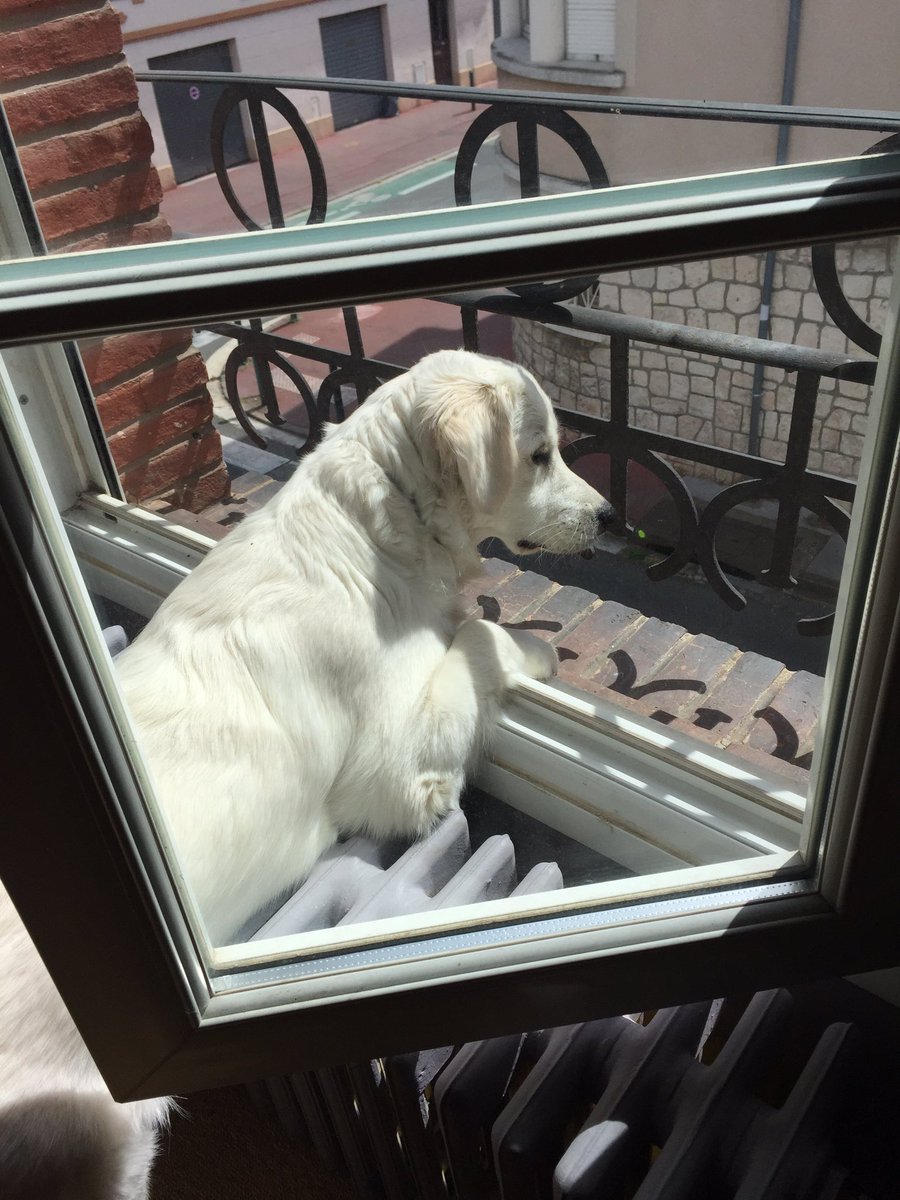 👀 👀 👀 #GoldenRetriever #surveillance #dog #sun #Toulouse
