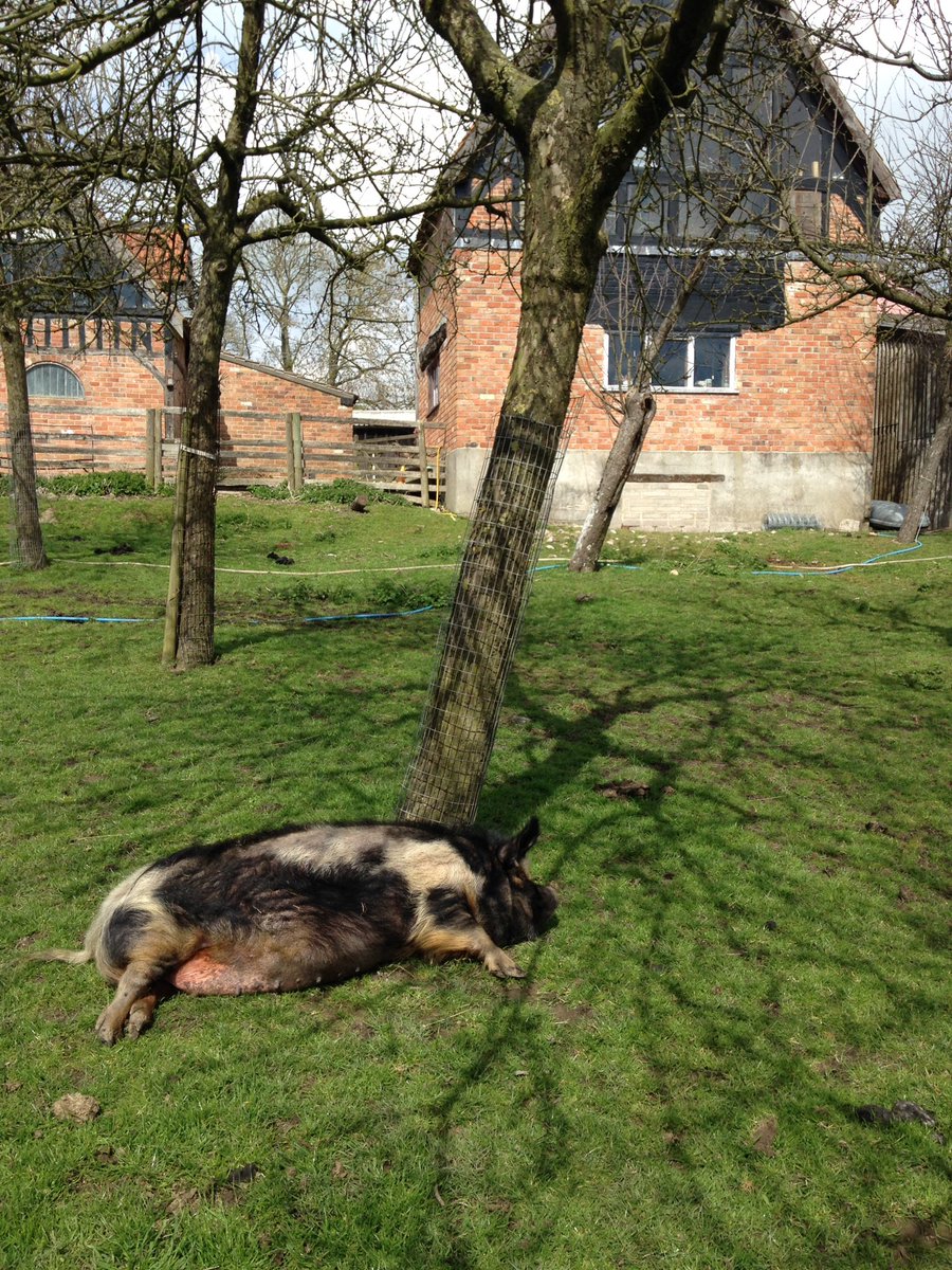 Pig is enjoying the sunshine #somerset #Cider #BurrowHill
