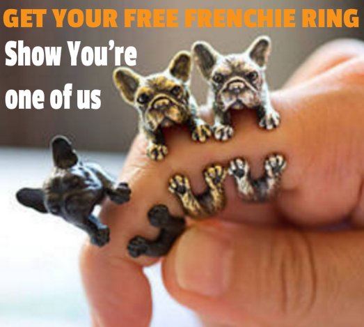 French Bulldog Ate Jewelry Ring frenchbulldogfanclub.com/french-bulldog…