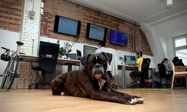 Laut einer neuen Studie machen uns Tiere am Arbeitsplatz produktiver und gesünder: berliner-zeitung.de/ratgeber/karri…