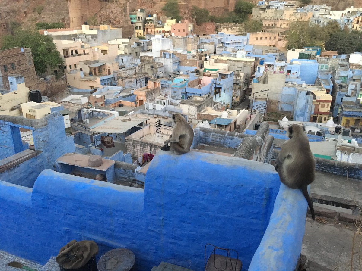 SandeshKadur's tweet photo. Fun times filming Langur in Jodhpur #EarthOnLocation @BBCEarth @fredidevas #planetEarth2 #felisfilms https://t.co/5cDcBBeskM