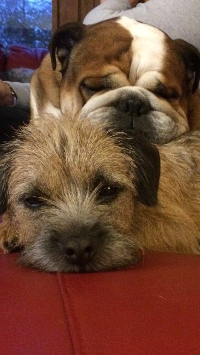 helenPeerlessfe's tweet photo. Real love❤️ @NatPetMonthUK https://t.co/JRr7MT78M9