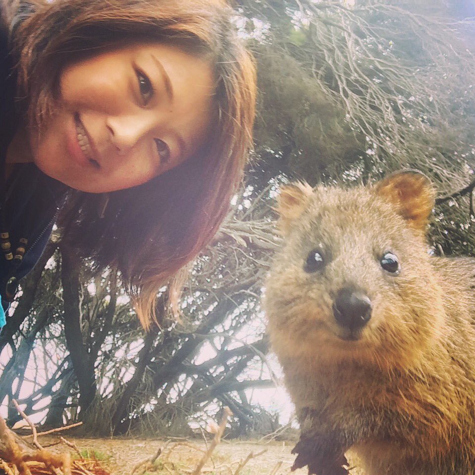 Keepsmile Shoko Sur Twitter パースのロットネスト島にしかいないクオッカワラビーちゃんと念願のセルフィ Quokka Rottnest Perth Australia オーストラリア セルフィ 可愛い クオッカワラビー T Co Jenppyytta