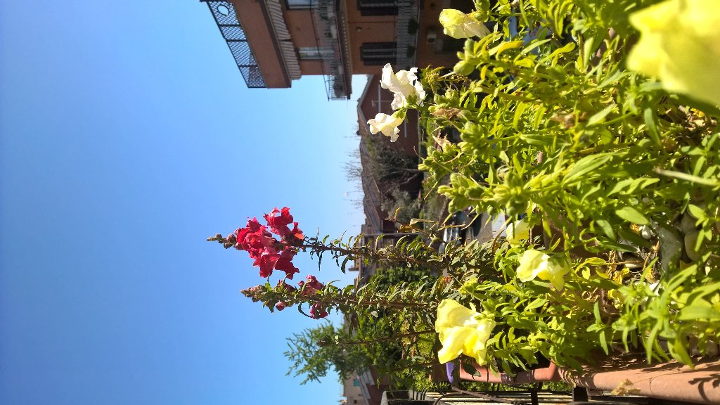 MotociclistaR's tweet photo. Reputo di avere il pollice verde 👍🌼🌼 #boccadileone #Antirrhinum #fiori #fiore #flower #flowers #spring #primavera https://t.co/qNFbppW1TE