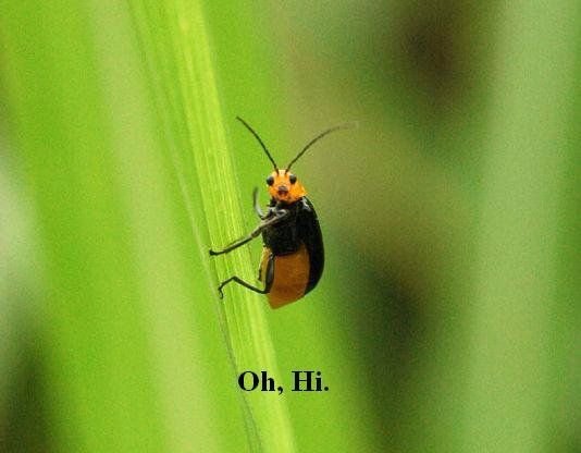 PTCPestControl's tweet image. Hi! Have a beautiful day... #PestControlServices #FunnyBug