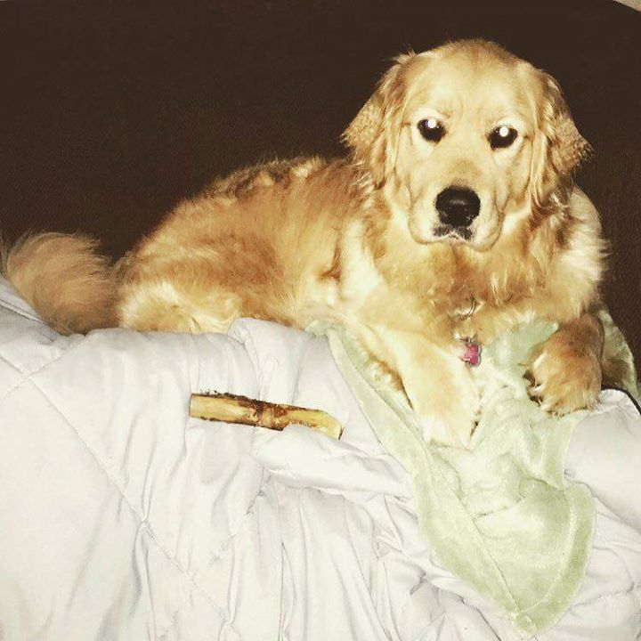Teacupdogsdaily's tweet photo. So. Much. Comfort. #dog #fluff #cutedogs #cute #golden #goldenretriever #goldensofinstagra… https://t.co/CCd61WiJnu https://t.co/JuQRPqIHFm