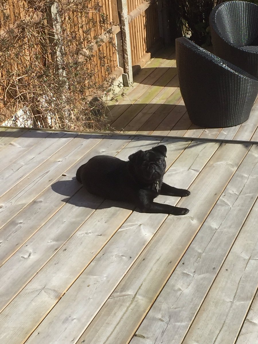 platothepug's tweet photo. Time for a spot of sunbathing! #pug #pugstagram #puppy #pugslife https://t.co/rbDkMv8txo