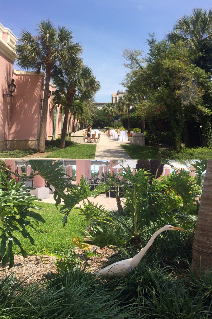 IPAYtweet's tweet image. This birdie wants to eat lunch with us #Xperience2016! (also A+ on the vegan friendly taco bar, @yourmembership!!!)