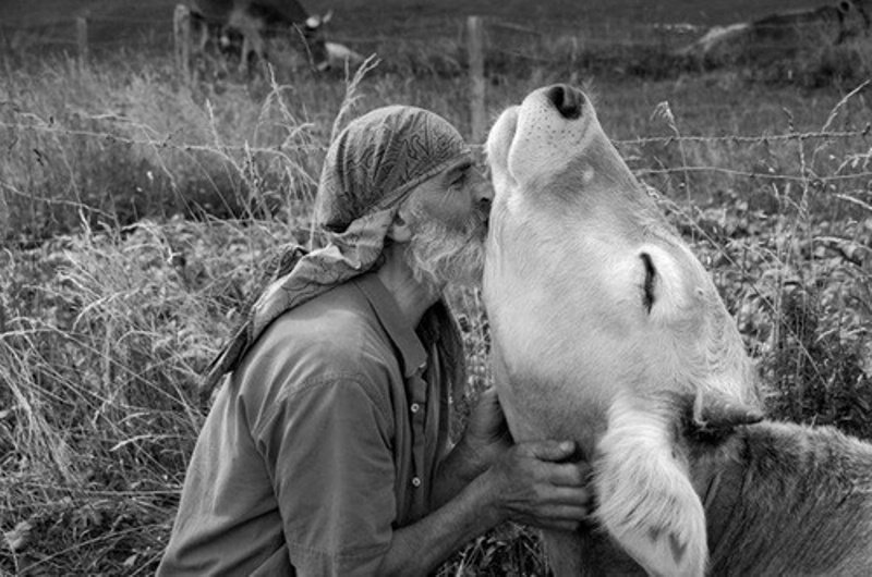 OneGreenPlanet's tweet photo. 12 Heartwarming Photos that Prove Farm Animals Love Us https://t.co/8jdPzXJ38g https://t.co/GHAJK6a4fw