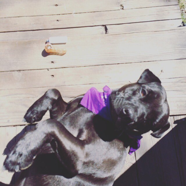 FlavoringGurus's tweet photo. Ruh Roh....got any scooby snacks? #ChillinwitBiggiesmalls #smokingabowl #420 #medicate #munchies  #TheFlavoringGurus https://t.co/ryE0dO44XJ