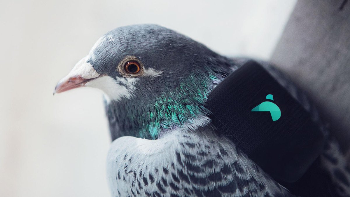 <a href="/PigeonAir/">Pigeon Air Patrol</a> are cleaning up the #bigsmoke using back packing pigeons. #London #pollution audubon.org/news/how-pigeo…