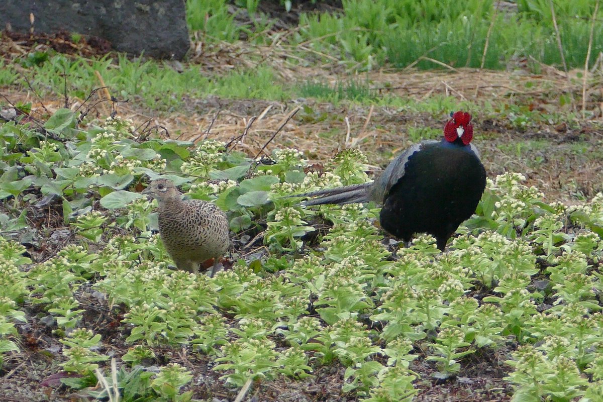 ほしくらげ キジが歩いてました 派手な色の方がオス 地味な色の方がメス ちなみに日本の国鳥はトキではなくて このキジ T Co Zlsaseljls