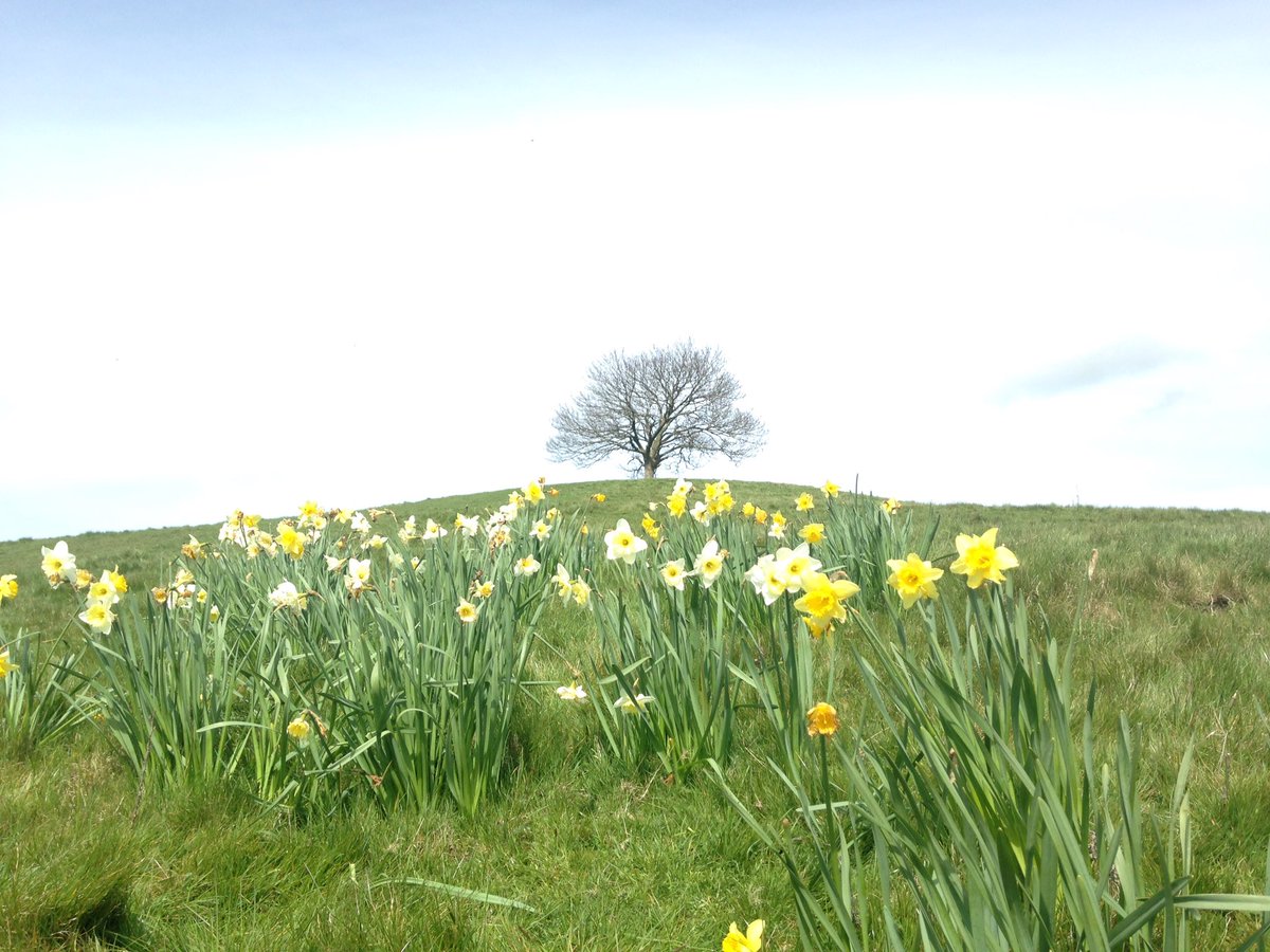 Burrow Hill is looking inviting on this lovely day #Somerset #Cider #sunny