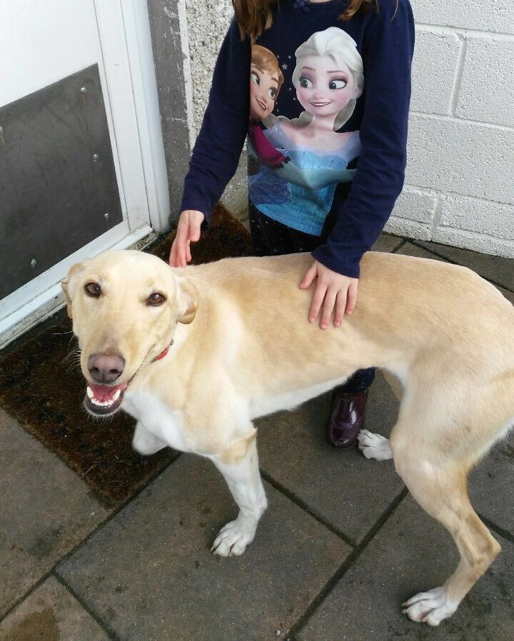 Beautiful lurcher looking for a new home. A real pet
facebook.com/fourpawsapp/po…
#AdoptDontShop