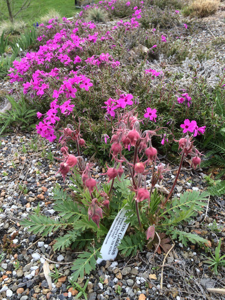 Hortigal55's tweet photo. Early color of phlox and geum on the intensive green roof #morrisarboretum https://t.co/4eYM8ELqop