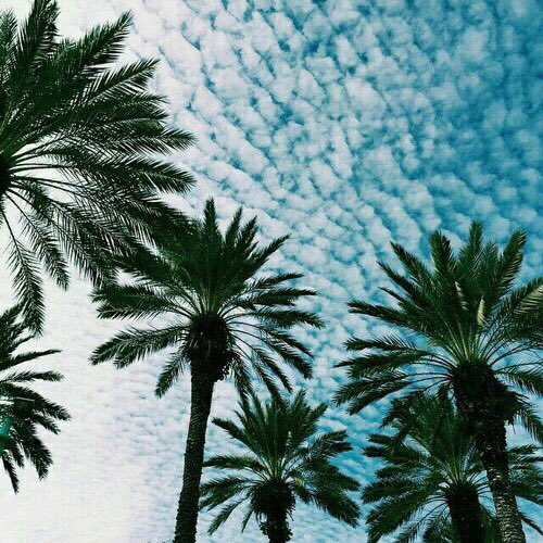 tmblrvibes's tweet photo. waiting for summer ☀️🌴 https://t.co/HAAYZq3LE2
