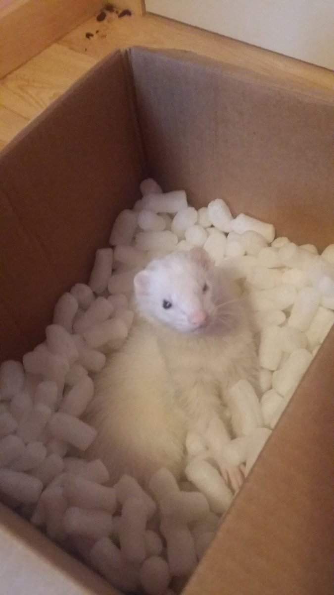 applesmakemehap's tweet photo. The beast himself #ferret https://t.co/tlozbrFcgO