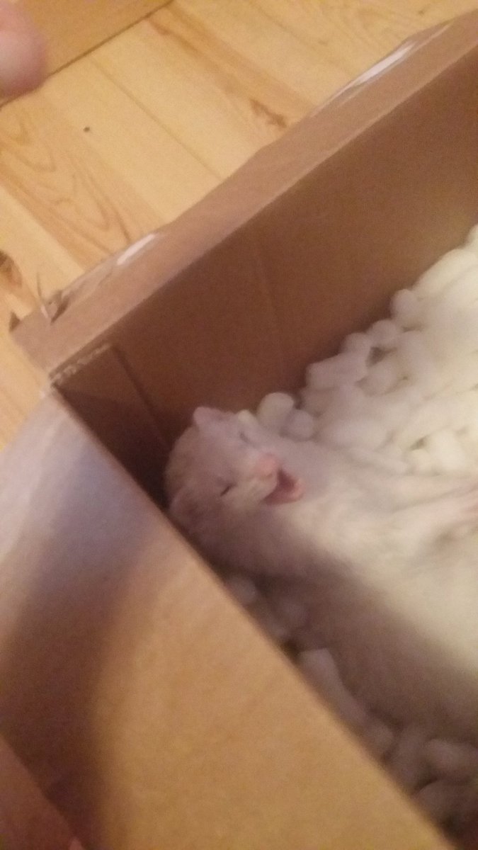 applesmakemehap's tweet photo. The beast himself #ferret https://t.co/tlozbrFcgO