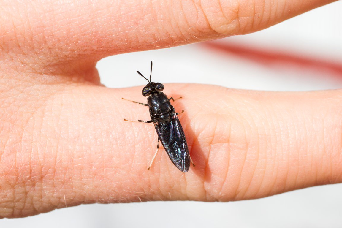 ViurInsects's tweet photo. Our friend and photographer @rukuah came the other day and took a couple of close-ups of black soldier flies. https://t.co/LwTJZoaIVy