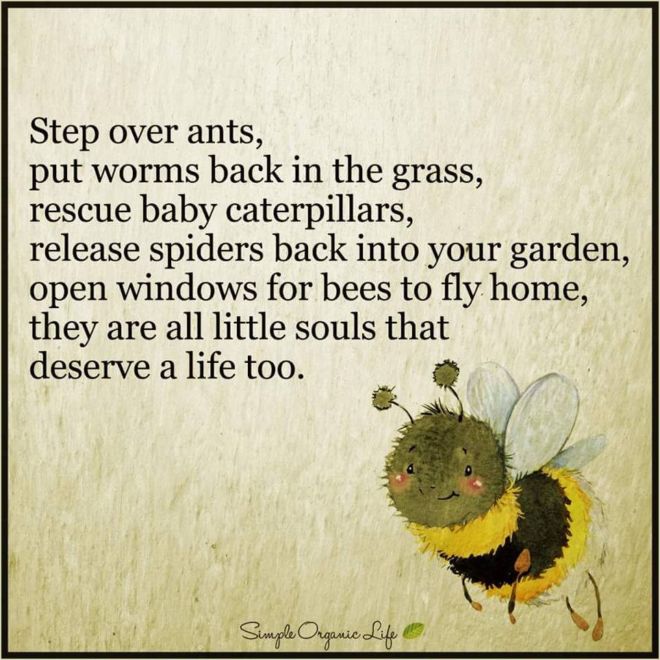 sandreti's tweet photo. #BeKind #Always #LoveAndCompassion #Utopia #CrueltyFreeWorld
#FreedomIsABirthRight https://t.co/wVa5l1UfVq