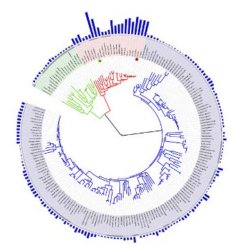 EHNewsroom's tweet photo. Researchers create a new tree of life, largely comprised of mystery bacteria: #science https://t.co/OY6aIDWwPu https://t.co/56TsWizCLY