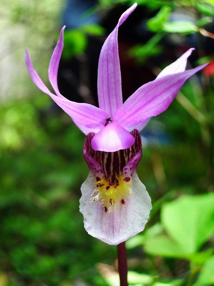 openlandmt's tweet photo. The Fairy Slipper is one of Montana's more colorful spring flowers. Pelah Hoyt photo. @FVLT_Montana @MontanaAudubon https://t.co/O2XEFTZpDv