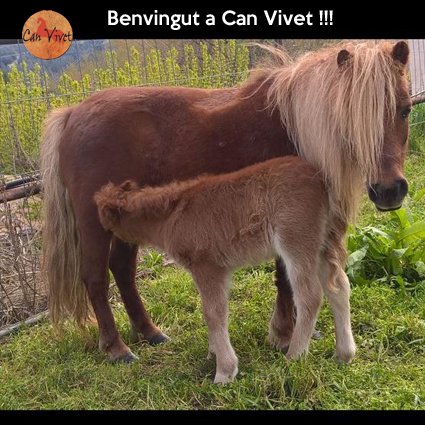 @canvivet tweet media