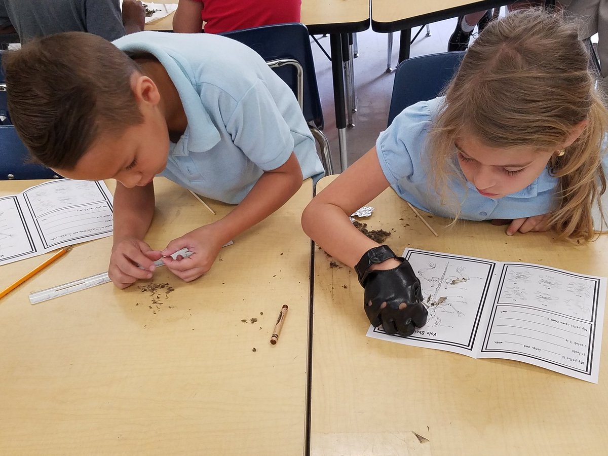 FSEtracyteach's tweet photo. Orinthologists hard at work #sciencesoars @Freedom_Shores https://t.co/JaJUga2WdD