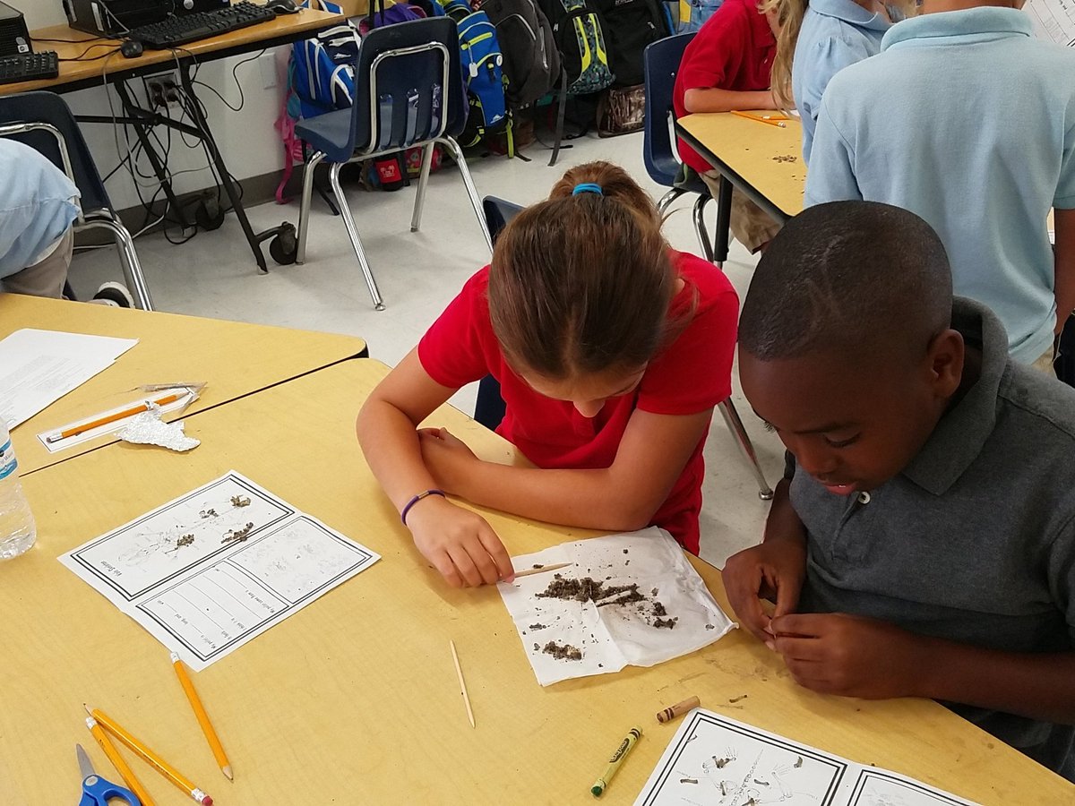 FSEtracyteach's tweet photo. Orinthologists hard at work #sciencesoars @Freedom_Shores https://t.co/JaJUga2WdD