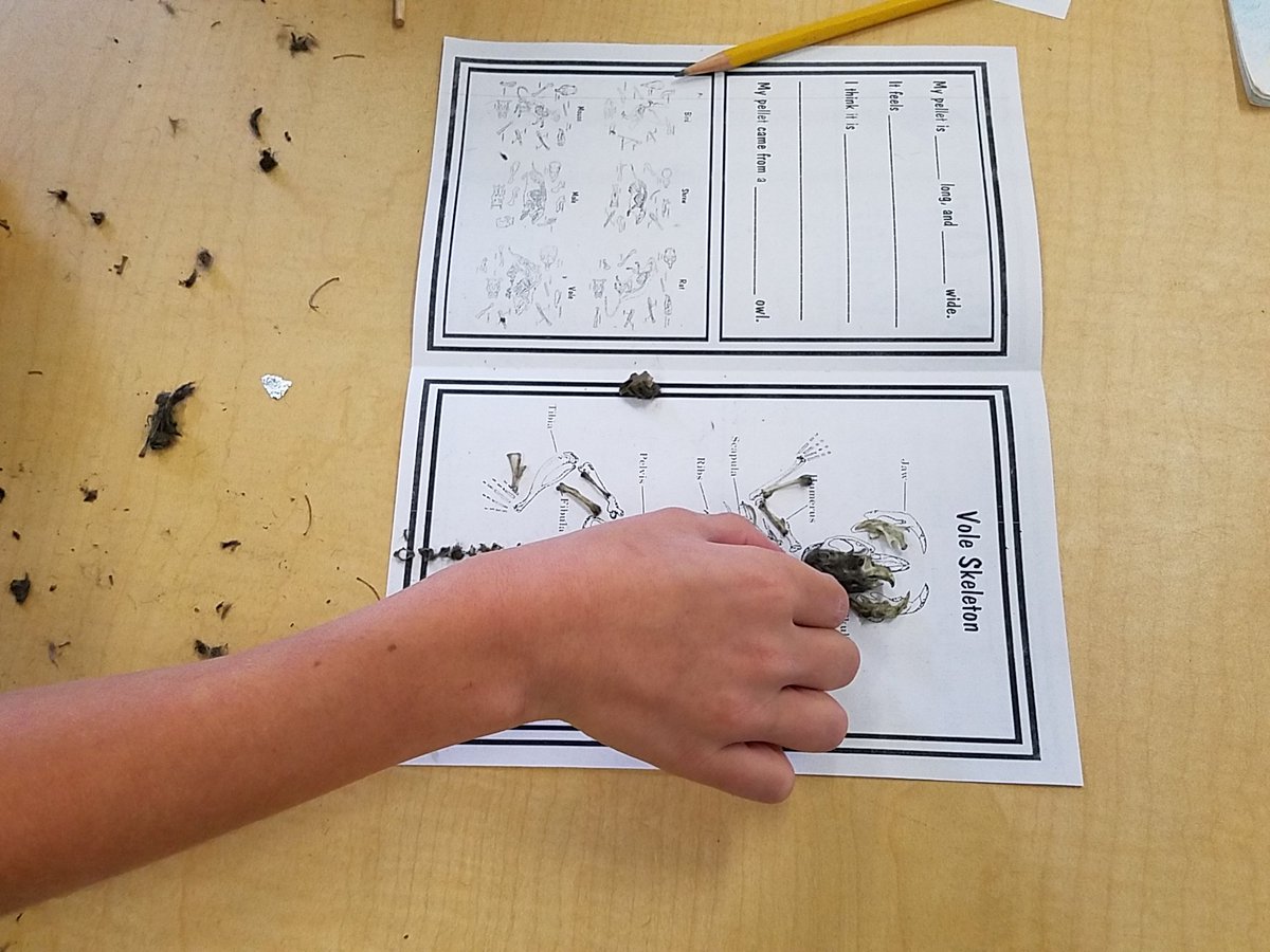 FSEtracyteach's tweet photo. Orinthologists hard at work #sciencesoars @Freedom_Shores https://t.co/JaJUga2WdD