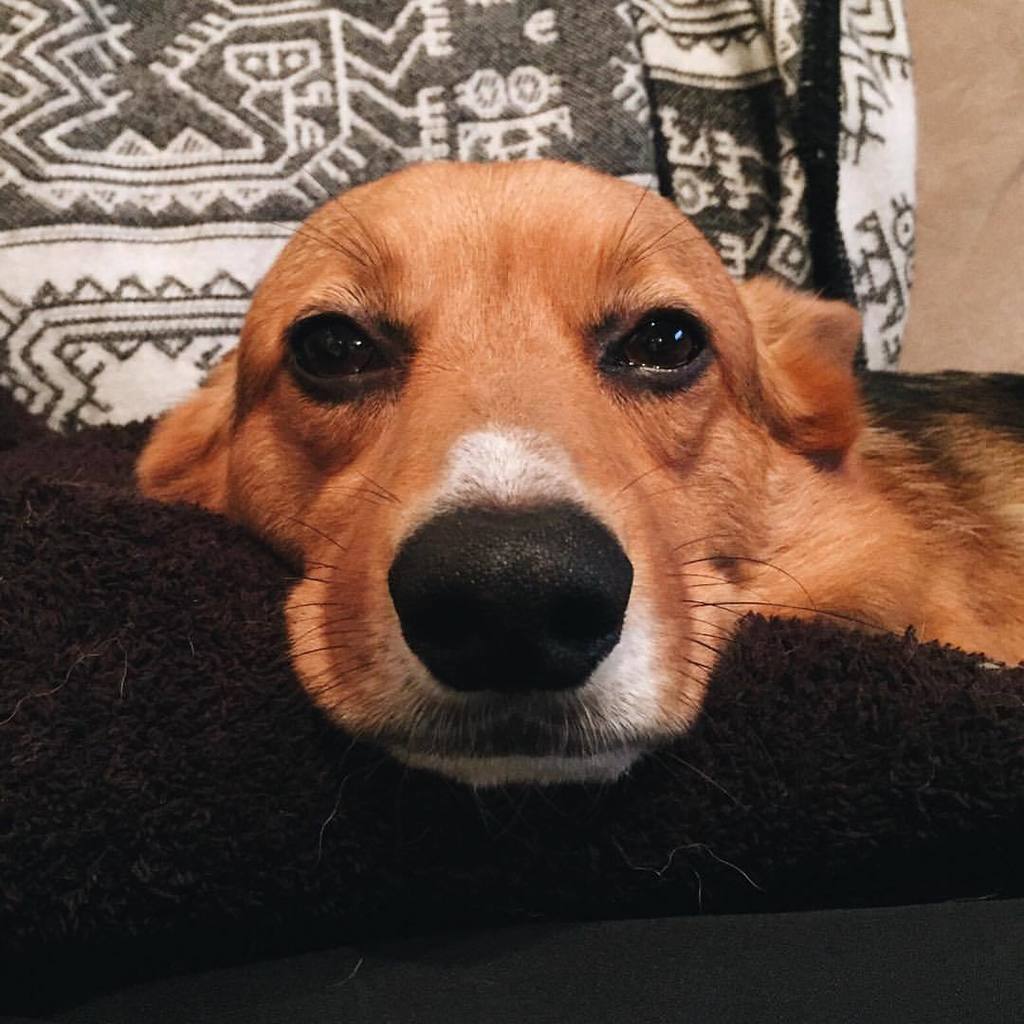 andthreecorgis's tweet image. Boop my nose 🐽🐽🐽 #threecorgis #boopmynose #corgi (at Hermosa Beach, California)