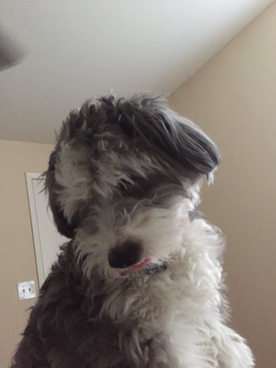 EinsteinGibbons's tweet photo. When mom says I have to go in the kennel because she's going to work. https://t.co/0pZC0g2MBE
