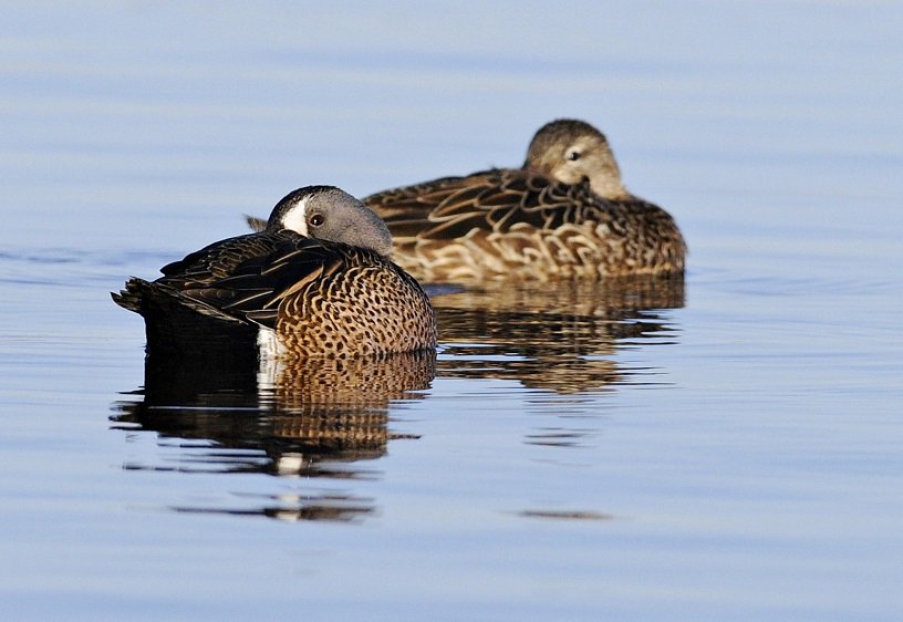 ducanada's tweet image. #SpringMigrationWeek #TrueOrFalse: #Ducks can sleep w/1 eye open. RT=true Like=false! 1 guess wins a DUC hat! #quiz