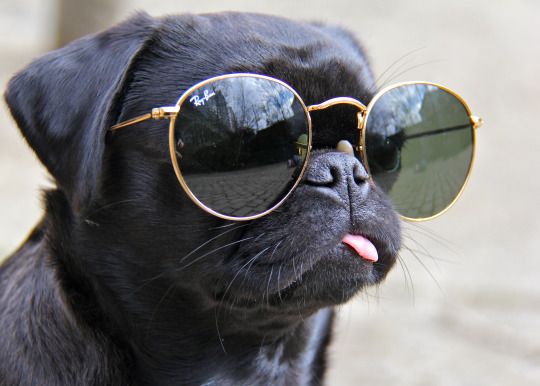 puppy with sunglasses