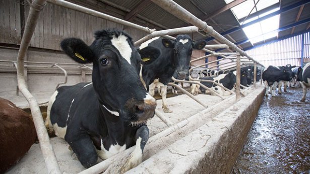 johanntasker's tweet photo. Revealed: Details of radical milk recovery plan #Article222 #TeamDairy https://t.co/DXMVChsI0L https://t.co/87Nn15mJEM