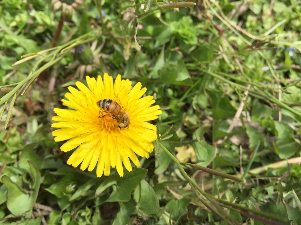 AubreyNPR's tweet photo. To protect #bees &amp; #pollinators, Ortho (of @MiracleGro) phase out of #Neonics https://t.co/rUHEuhhQi9 https://t.co/J1bceapNrK