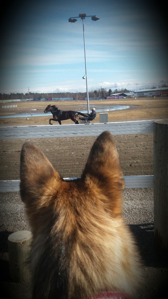 Virallinen valvoja tarkastamassa Don Juan Sisun hiittiä. #kovasti #poika #pinkoi