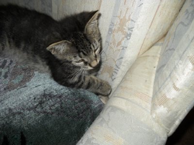 StardustDads's tweet photo. Newest Second Thoughts blog, "Mort the Kitten," is now ready to read: https://t.co/dIn4dCK834 https://t.co/K0dhA6wrki