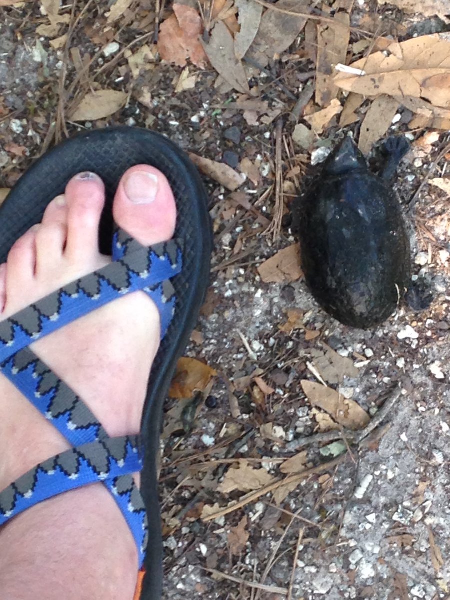randyphypers's tweet photo. #trailfriends #ATworkout #optoutside #hike @chacousa #outdoors 5 mile workout #LoveFL #fltrails https://t.co/wCz2ToxMY1